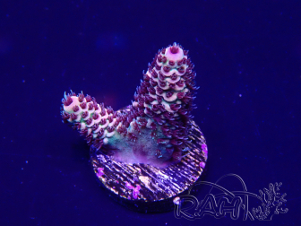 WYSIWYG Acropora 15F12 Mariculture acclimaté led