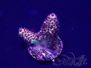 WYSIWYG Acropora 15F12 Marikultur unter LED akklimatisiert
