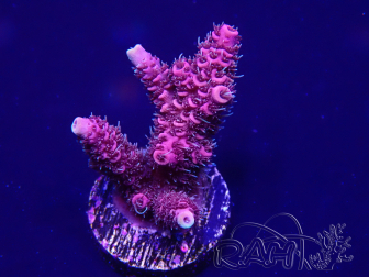 WYSIWYG Acropora 15G1 Mariculture acclimaté led