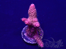 WYSIWYG Acropora 15G2 Mariculture acclimaté led