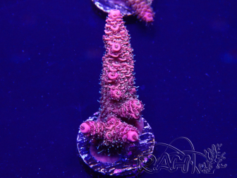 WYSIWYG Acropora 15G3 Mariculture acclimaté led