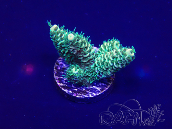 WYSIWYG Acropora 15G6 Marikultur unter LED akklimatisiert