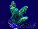 WYSIWYG Acropora 15G7 Mariculture acclimaté led