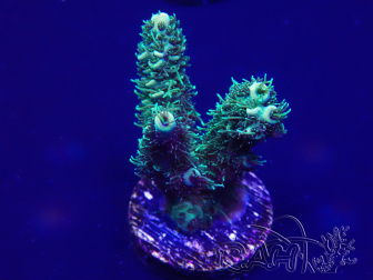 WYSIWYG Acropora 15G8 Mariculture acclimated under LED