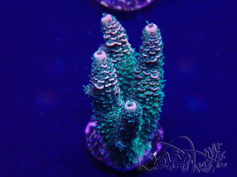 WYSIWYG Acropora tenuis 15G9 Mariculture acclimaté led