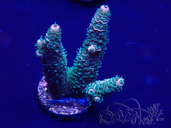 WYSIWYG Acropora 15G10 Mariculture acclimaté led