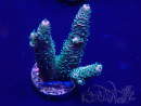 WYSIWYG Acropora 15G10 Maricultura aclimatada bajo LED
