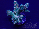 WYSIWYG Acropora 15G12 Mariculture acclimaté led