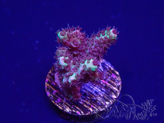 WYSIWYG Acropora 15H1 Mariculture acclimaté led
