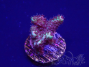 WYSIWYG Acropora 15H1 Mariculture acclimaté led