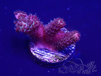 WYSIWYG Acropora 15H2 Mariculture acclimaté led