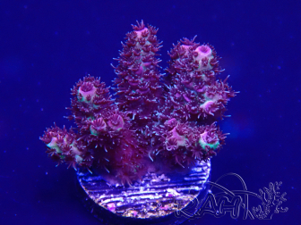 WYSIWYG Acropora 15H3 Mariculture acclimaté led