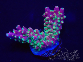 WYSIWYG Acropora 15I4 Mariculture acclimaté led