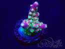 WYSIWYG Acropora tenuis 15I5 Mariculture acclimaté led