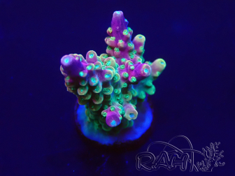 WYSIWYG Acropora 15I6 Mariculture acclimaté led