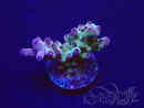 WYSIWYG Acropora 15J2 Mariculture acclimaté led