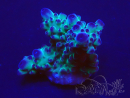 WYSIWYG Acropora 15J3 Mariculture acclimaté led