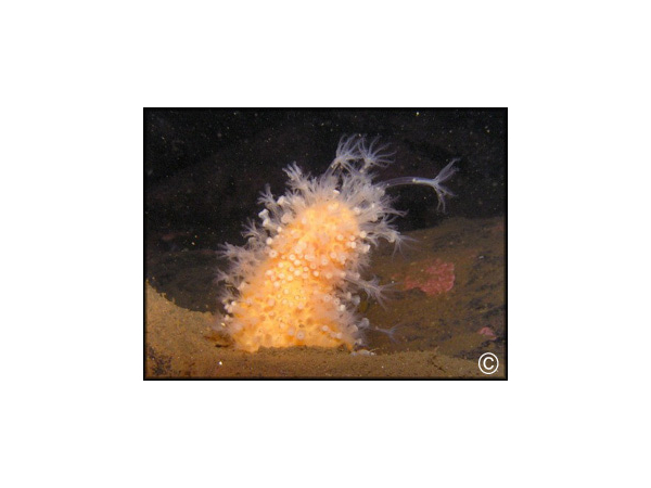 Callyspongia sp.
