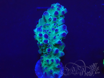 WYSIWYG Acropora 15J5 Mariculture acclimated under LED