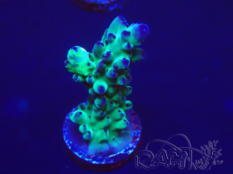 WYSIWYG Acropora 15J6 Mariculture acclimaté led