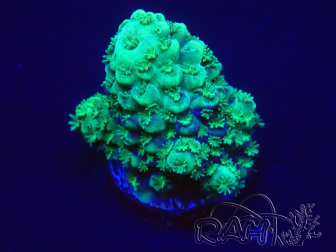 WYSIWYG Acropora millepora 15K1 Marikultur unter LED akklimatisiert