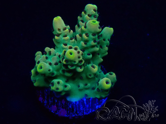 WYSIWYG Acropora 15K7 Mariculture acclimaté led
