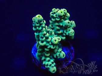 WYSIWYG Acropora millepora  15K8 Mariculture acclimaté led
