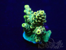 WYSIWYG Acropora 15K12 Mariculture acclimaté led