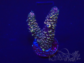 WYSIWYG Acropora 15L2 Maricultura aclimatada bajo LED