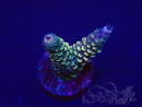 WYSIWYG Acropora tenuis 15L4 Mariculture acclimaté led