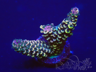 WYSIWYG Acropora  millepora 15L6 Mariculture acclimaté led