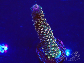WYSIWYG Acropora 15L8 Mariculture acclimaté led