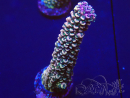 WYSIWYG Acropora millepora 15M1 Mariculture acclimaté led