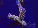 WYSIWYG Acropora millepora  15M2 Mariculture acclimaté led