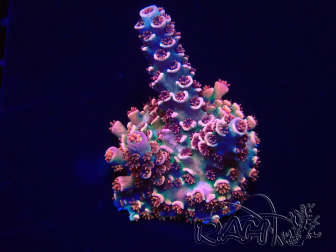 WYSIWYG Acropora tenuis 15M4 Mariculture acclimaté led