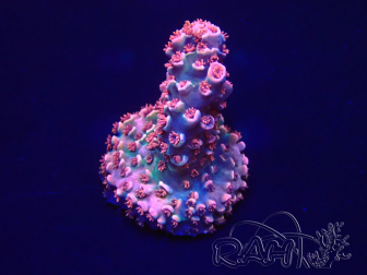 WYSIWYG Acropora 15M5 Marikultur unter LED akklimatisiert