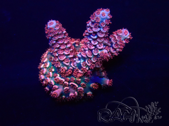 WYSIWYG Acropora 15M6 Maricultura aclimatada bajo LED