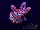WYSIWYG Acropora 15M6 Mariculture acclimaté led