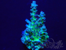 WYSIWYG Acropora millepora 15M8 Mariculture acclimaté led