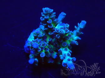WYSIWYG Acropora tenuis 15M10 Mariculture acclimaté led