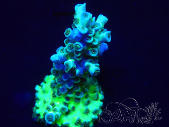 WYSIWYG Acropora 15M11 Maricoltura acclimatata sotto LED