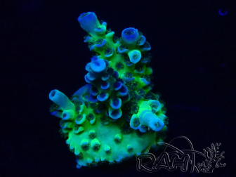 WYSIWYG Acropora granulosa 15N1 Mariculture acclimaté led