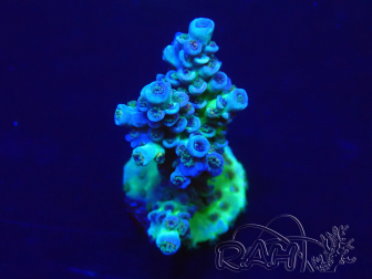 WYSIWYG Acropora tenuis 15N2 Mariculture acclimaté led