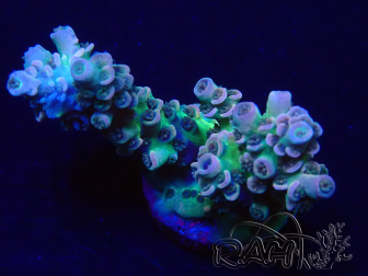 WYSIWYG Acropora tenuis 15N3 Mariculture acclimaté led