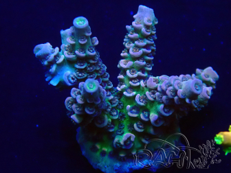 WYSIWYG Acropora 15N4 Maricoltura acclimatata sotto LED