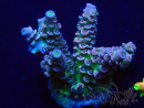 WYSIWYG Acropora 15N4 Mariculture acclimaté led