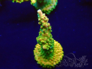WYSIWYG Acropora granulosa 15N12 Mariculture acclimated under LED