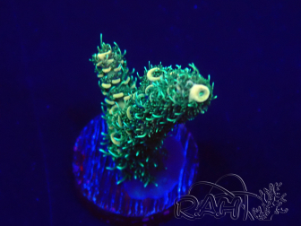 WYSIWYG Acropora millepora  15O1 Mariculture Acclimaté led