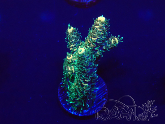 WYSIWYG Acropora millepora 15O2 Mariculture acclimated under LED