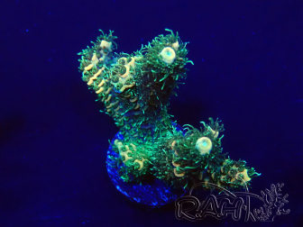 WYSIWYG Acropora millepora 15O3 Mariculture Acclimaté led
